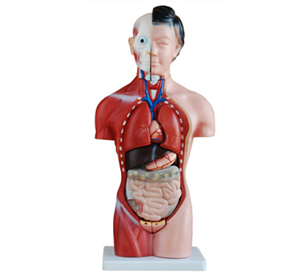 Human organ model - Human organ model price - Human organ model function analysis
